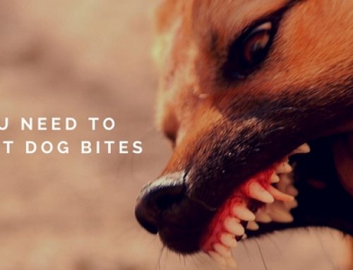 What You Need to Know About Dog Bites