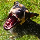 Legal Representation for Dog Bites and Animal Attack Lawsuits in Mesa